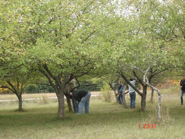 appletreesatgierkes.jpg