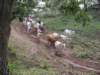 groupofcattleourfriendsinthefield_small.jpg